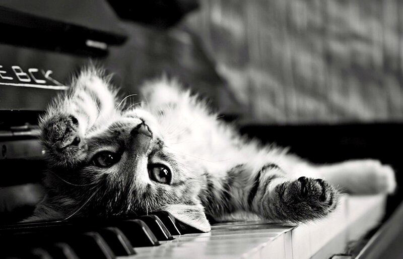 Kitten on Piano Keys — Black, Playful