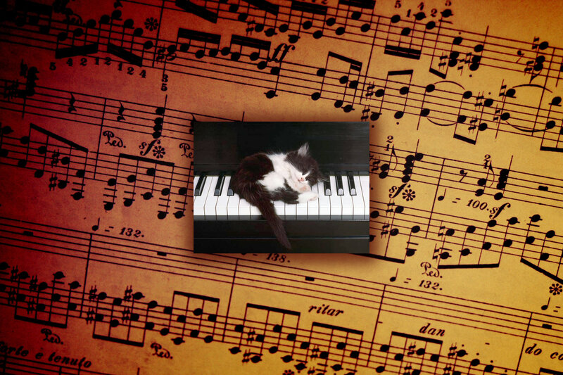 Kitten on Piano Keys — Black