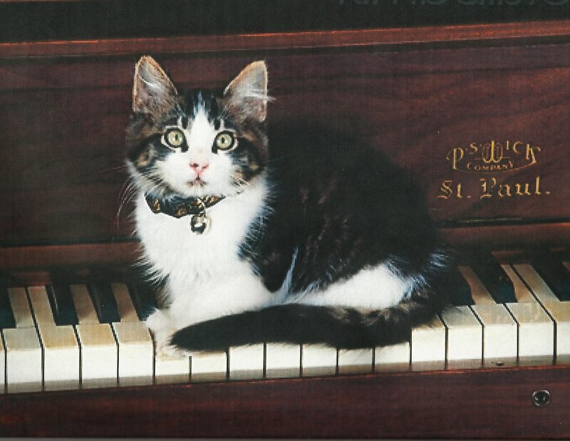 Kitten on Piano Keys — Brown