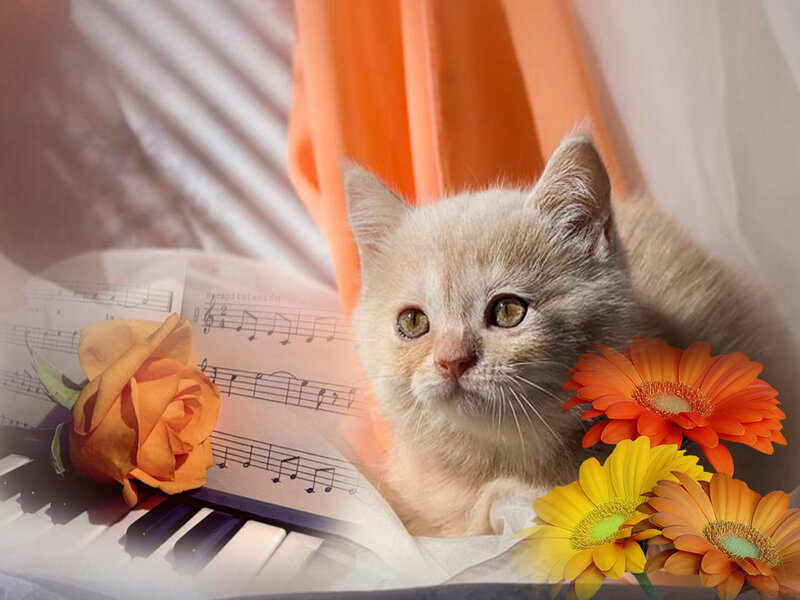Kitten on Piano Keys — Orange