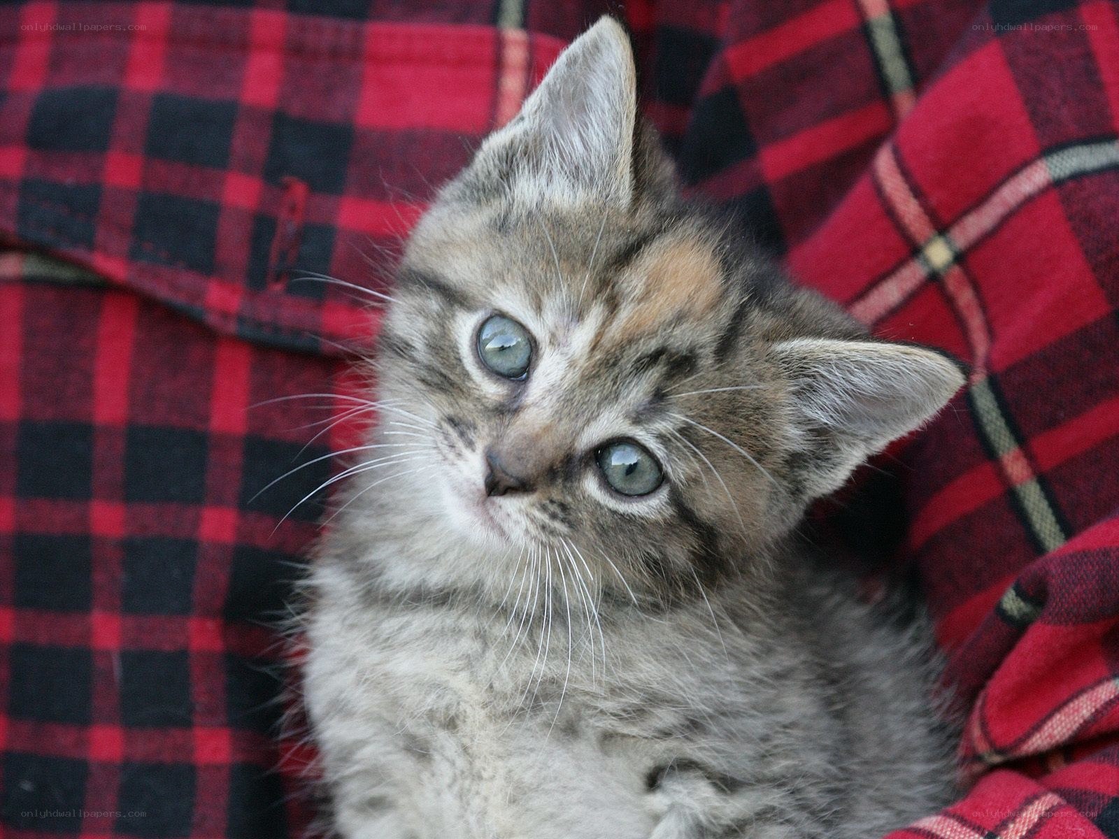 kitten on plaid fabric