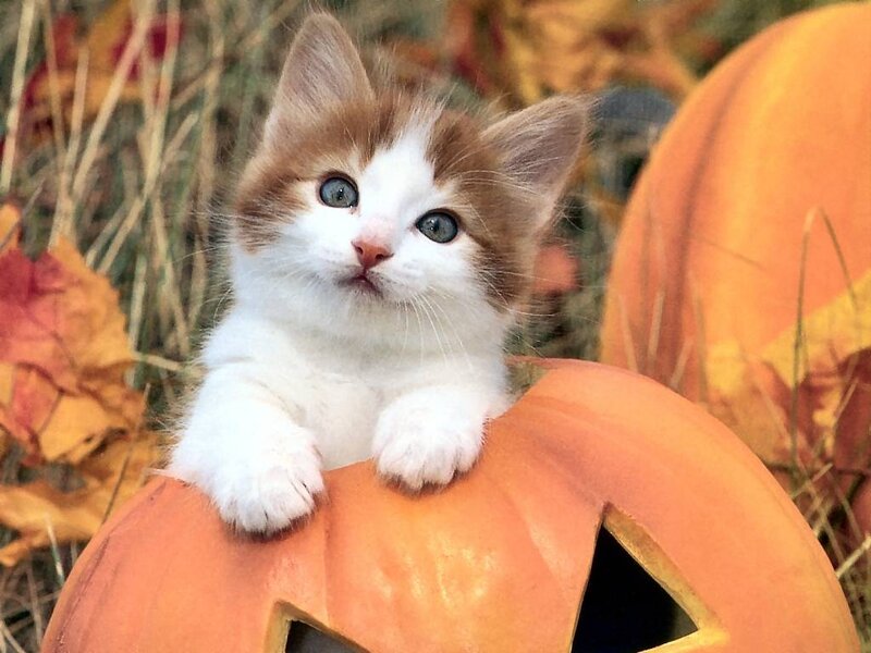 kitten on pumpkin