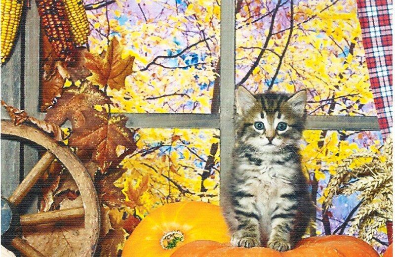 Kitten on Pumpkins