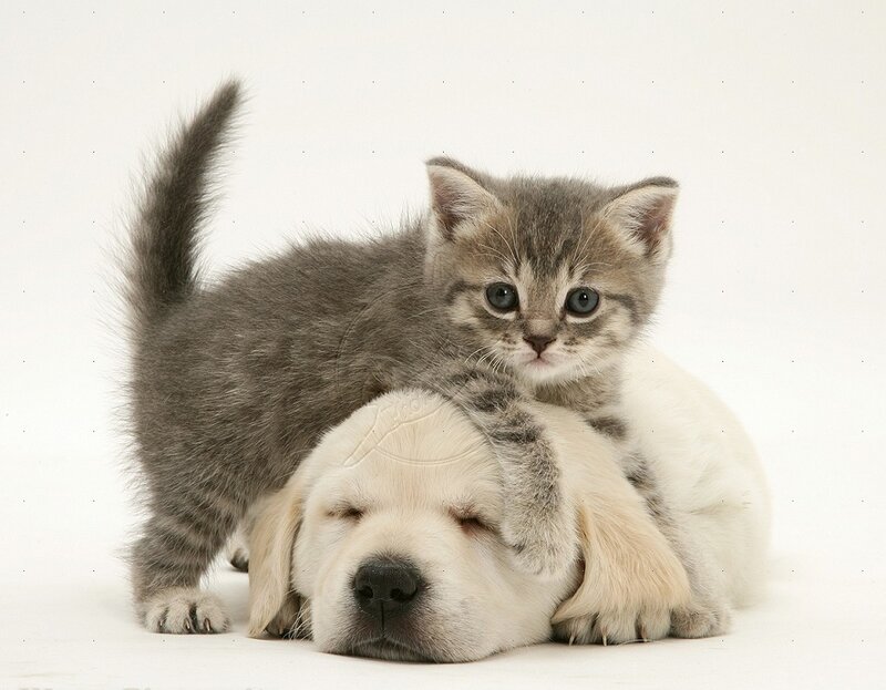 Kitten on Puppy