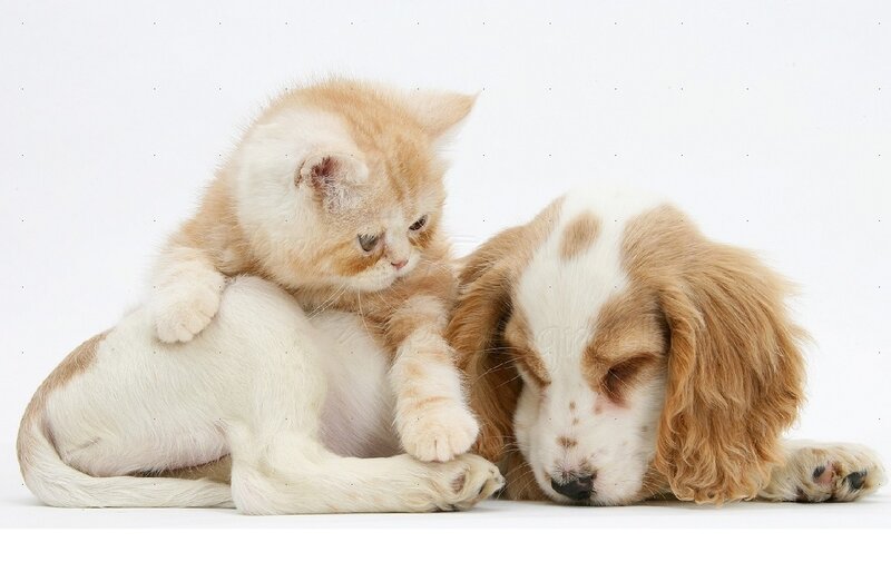 Kitten on Puppy — White