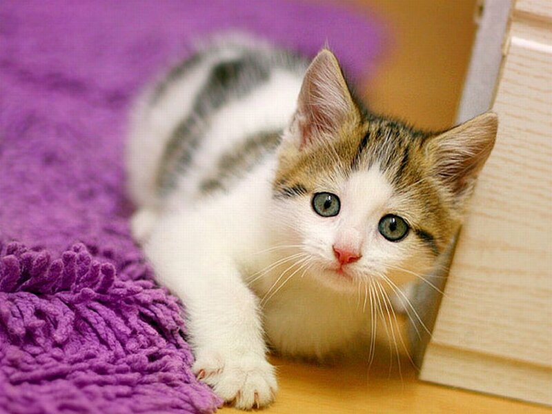 Kitten on Purple Rug