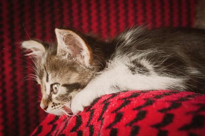 Kitten on Red Blanket — Calm