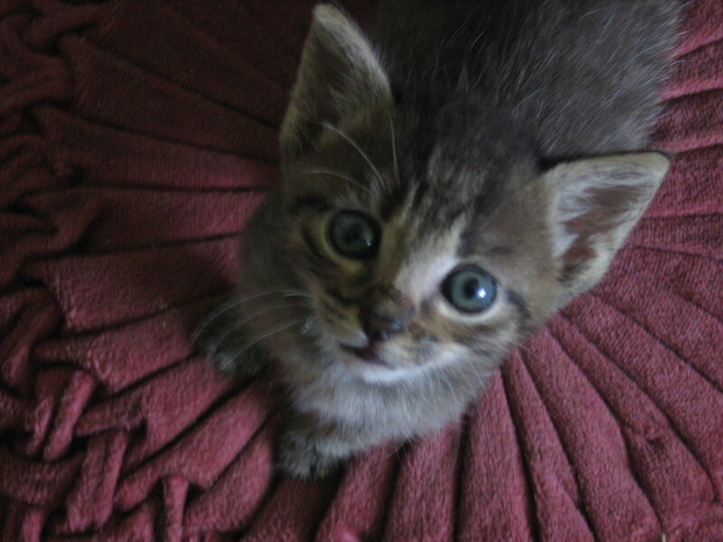 kitten on red blanket