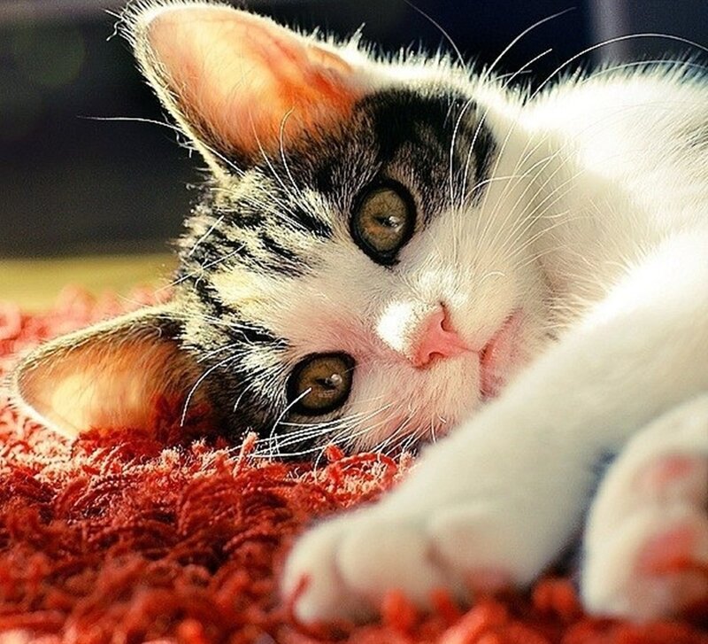 Kitten on Red Carpet