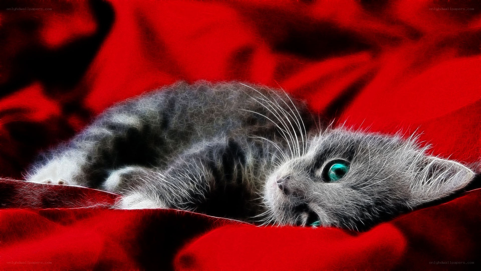 kitten on red fabric