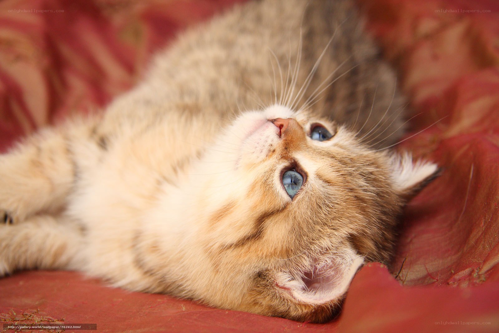 kitten on red fabric