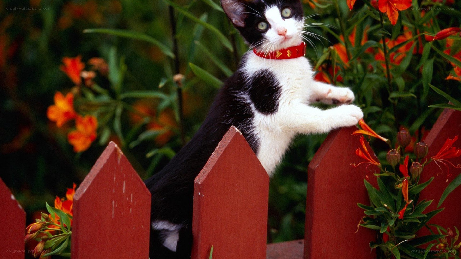 kitten on red fence