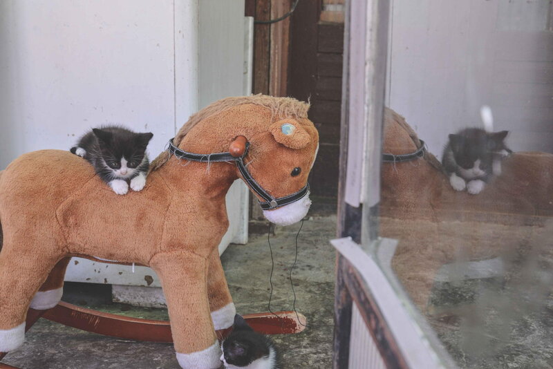 Kitten on Rocking Horse