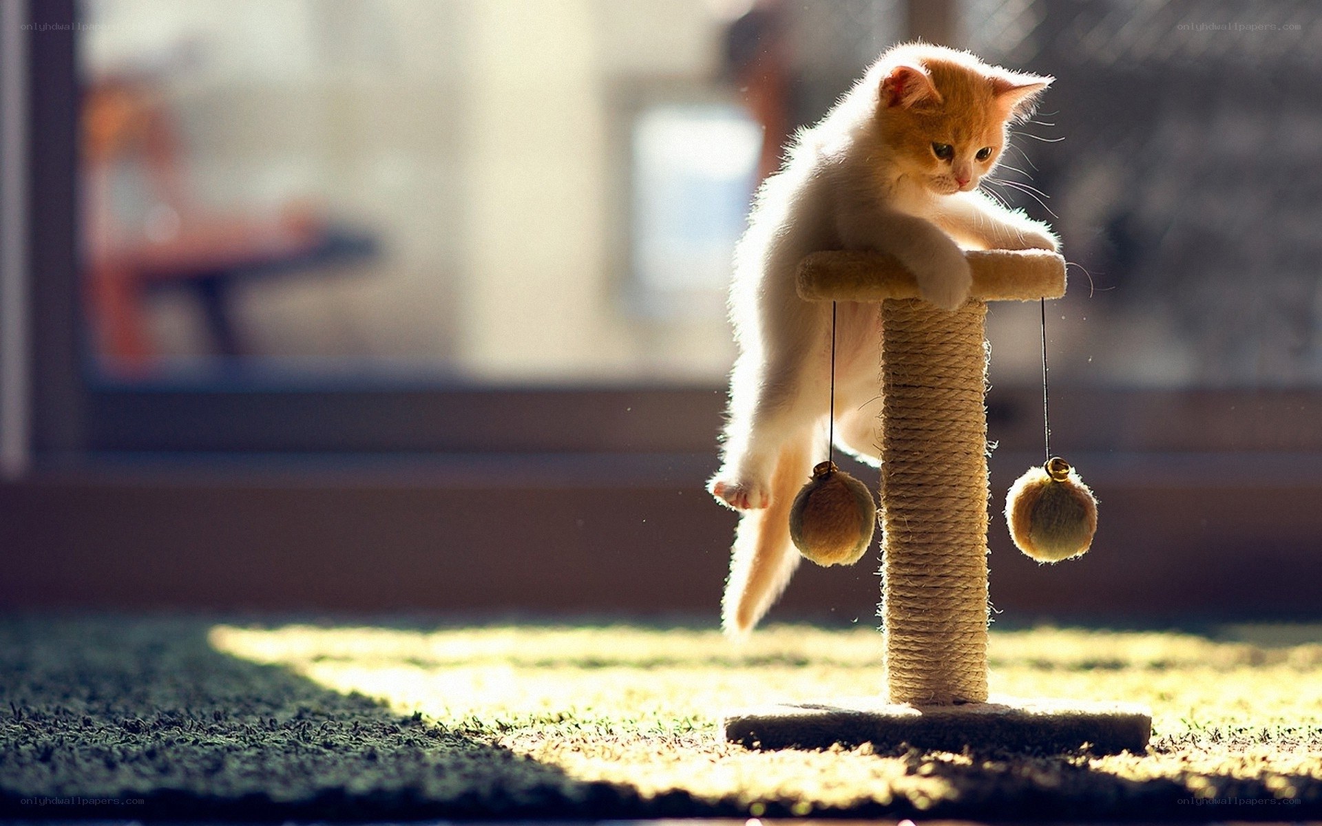kitten on scratching post