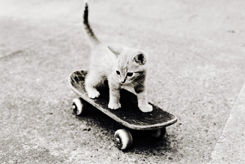 Kitten on Skateboard