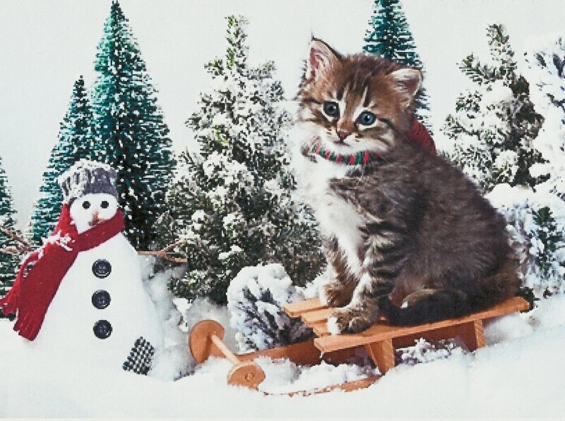 Kitten on Sled