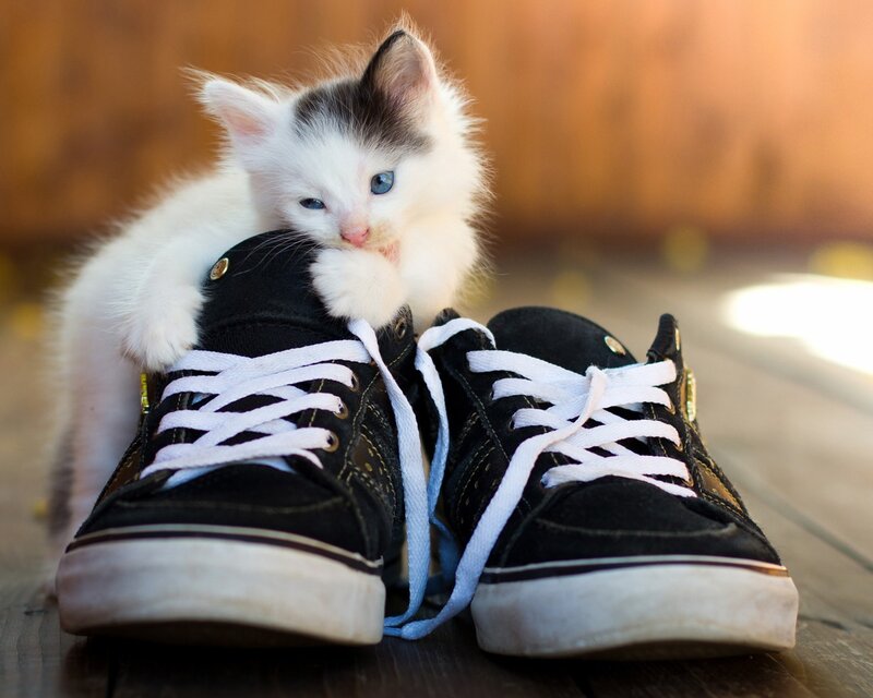 Kitten on Sneakers — Black, Calm