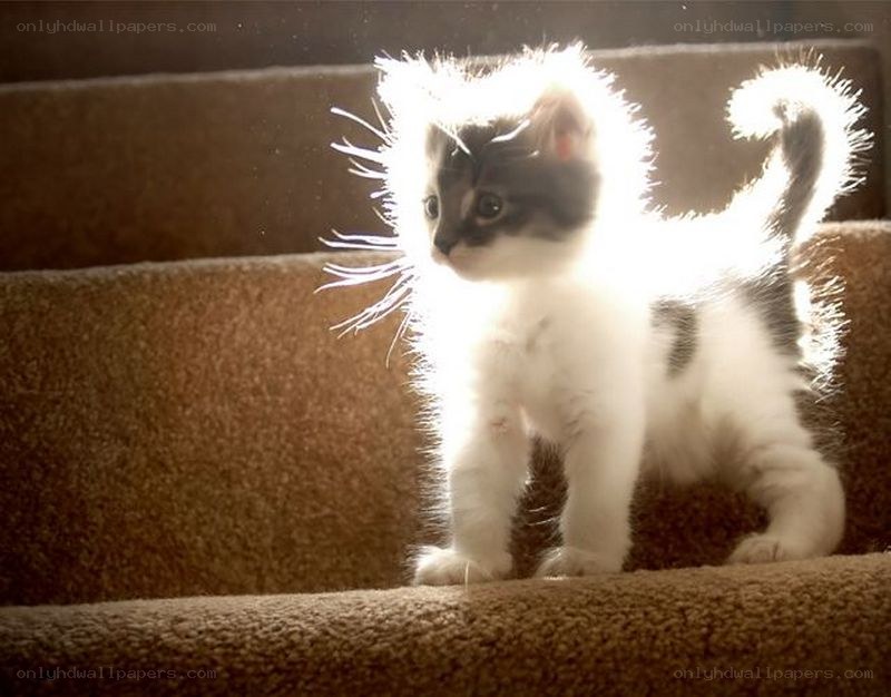 kitten on stairs in sunlight