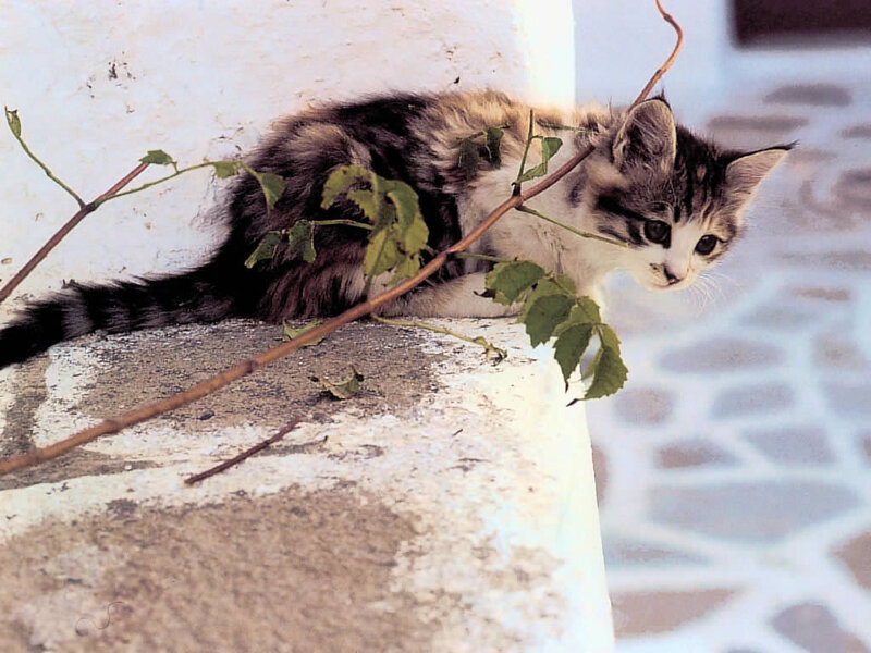 Kitten on Stone Ledge