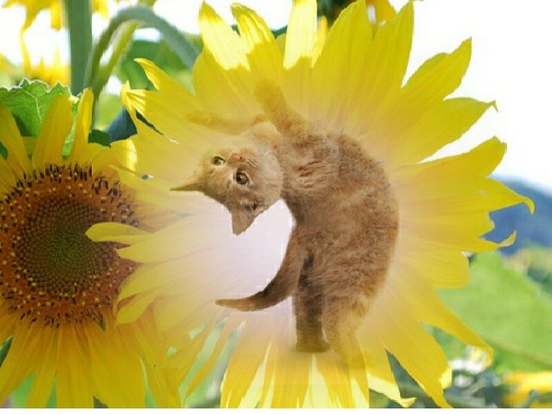 Kitten on Sunflower
