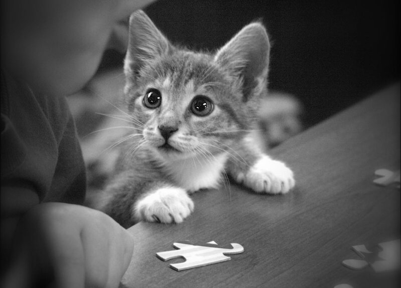 Kitten on Table — Black