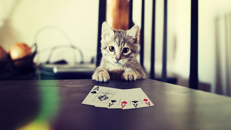 Kitten on Table — Gray, Curious