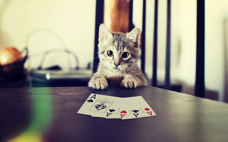 Kitten on Table — Gray