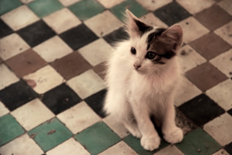 kitten on tiled floor