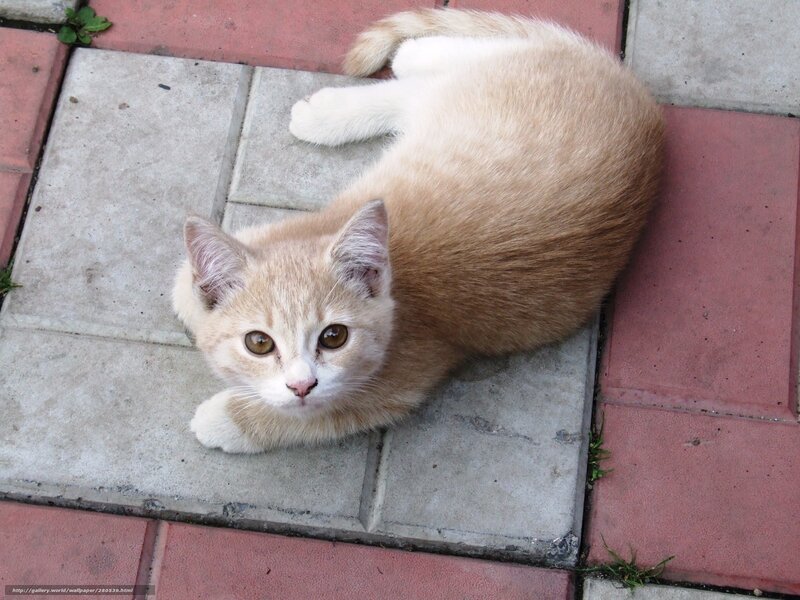 kitten on tiled pavement