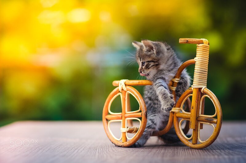 Kitten on Toy Bicycle
