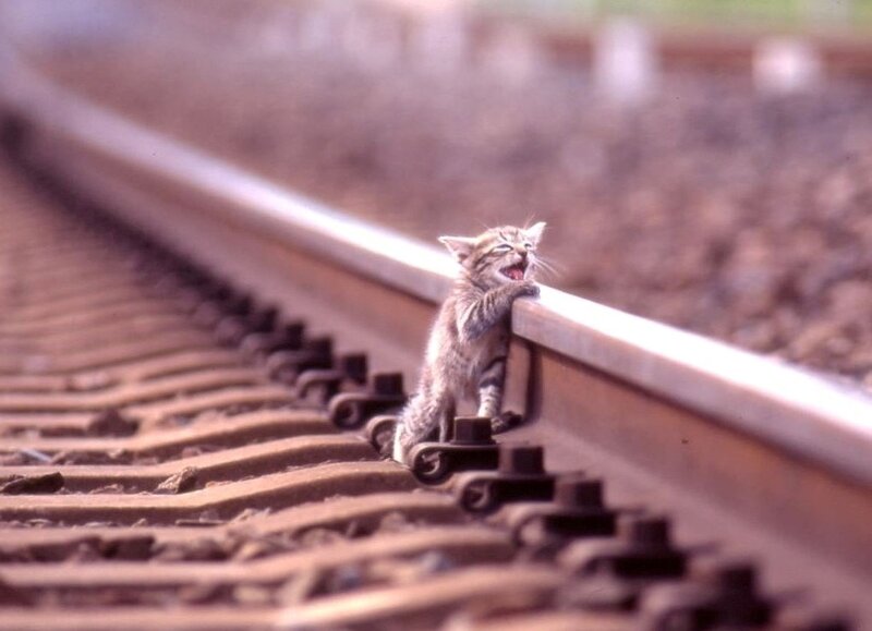kitten on train tracks