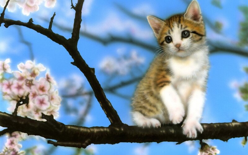 Kitten on Tree Branch — Blue