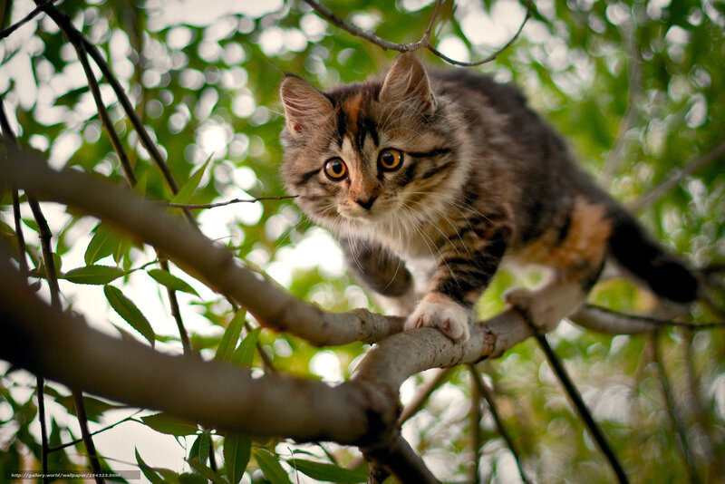 Kitten on Tree Branch — Brown, Curious, Afternoon