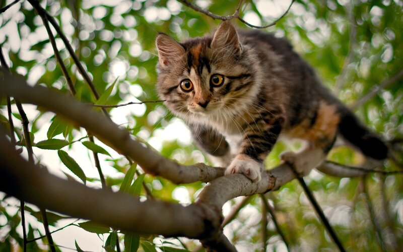 Kitten on Tree Branch — Brown, Curious