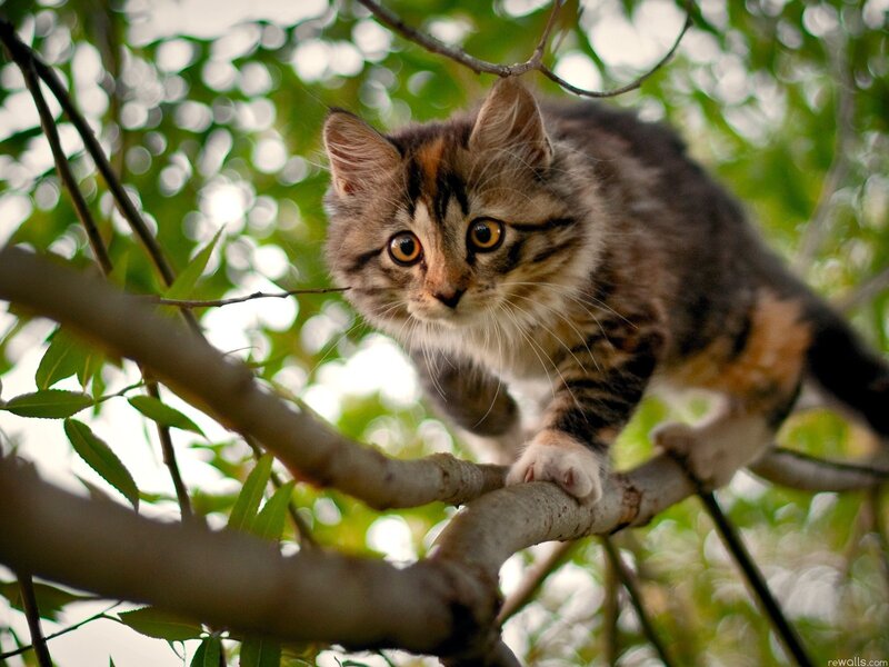 Kitten on Tree Branch — Brown