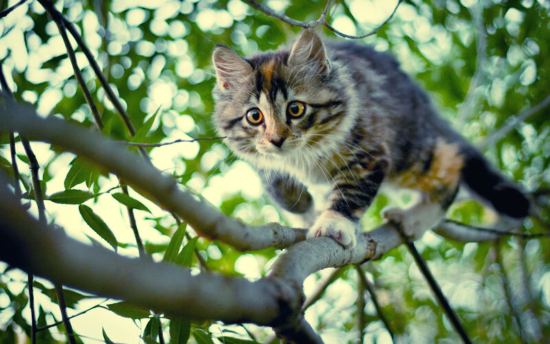 Kitten on Tree Branch — Green
