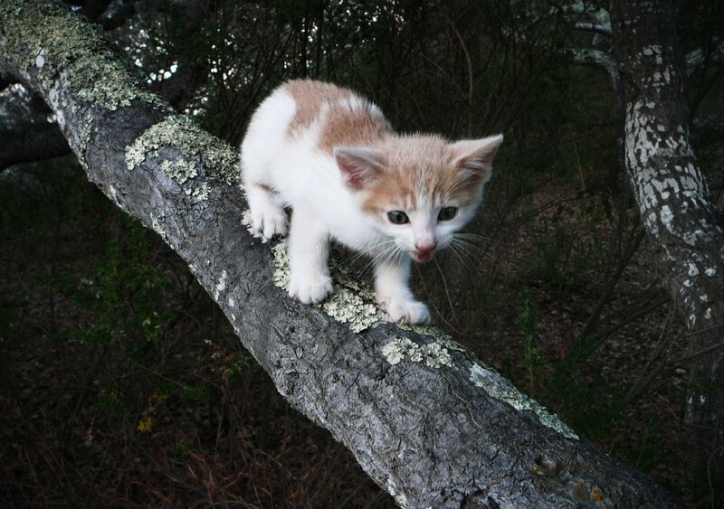Kitten on Tree Branch — White