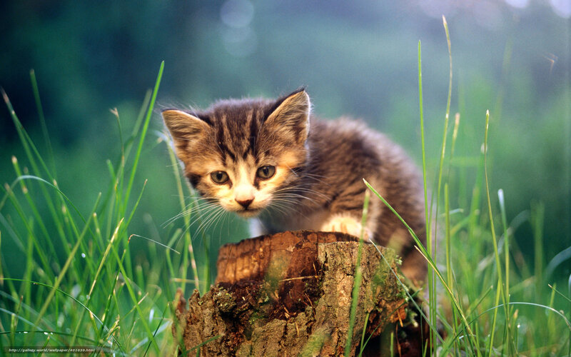 Kitten on Tree Stump — Green, Calm, Morning