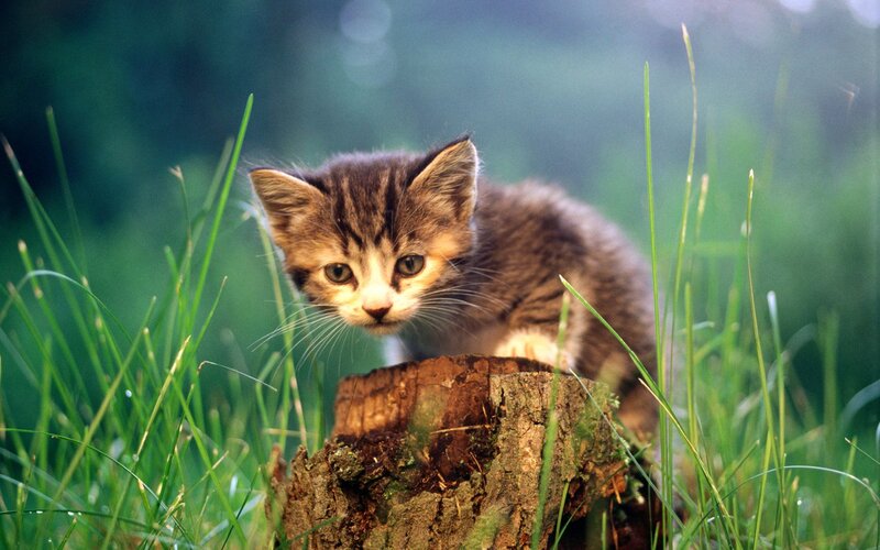 Kitten on Tree Stump — Green, Calm