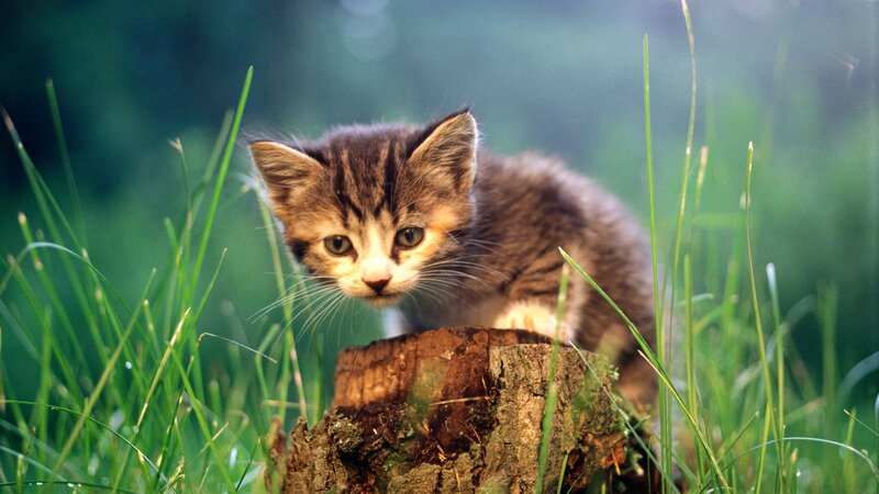 Kitten on Tree Stump — Green, Curious
