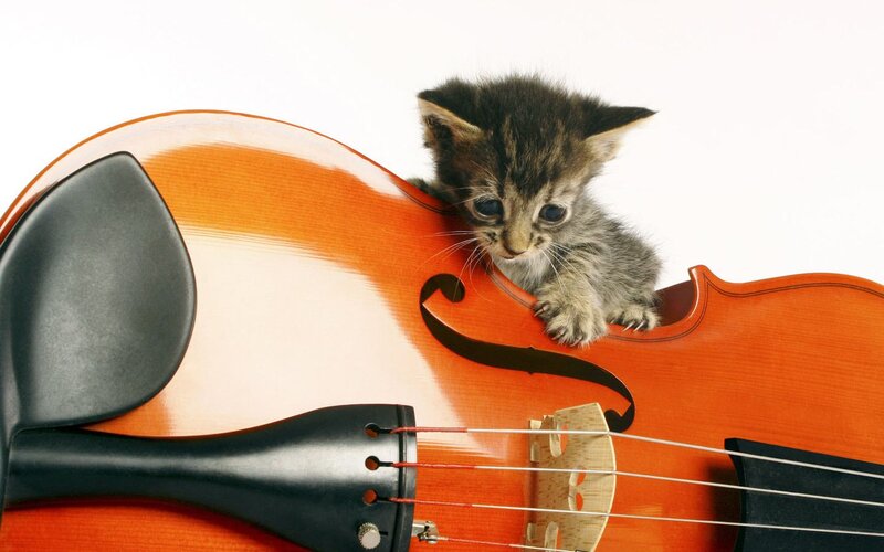 Kitten on Violin — Orange, Calm, Photograph