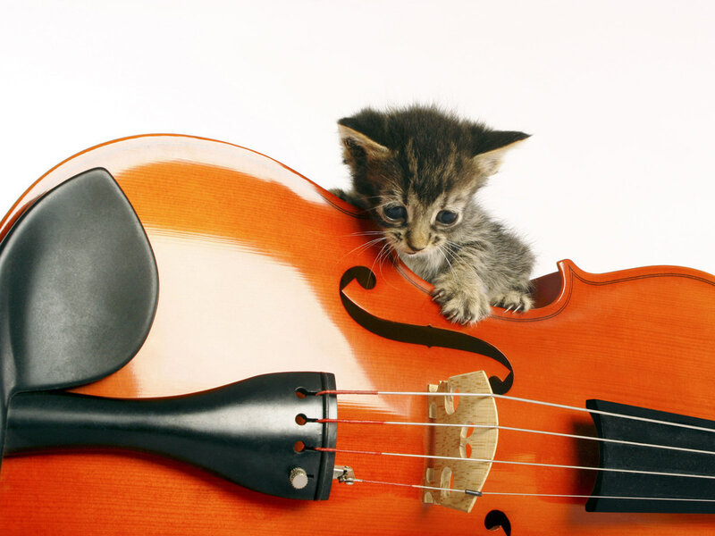Kitten on Violin — Orange