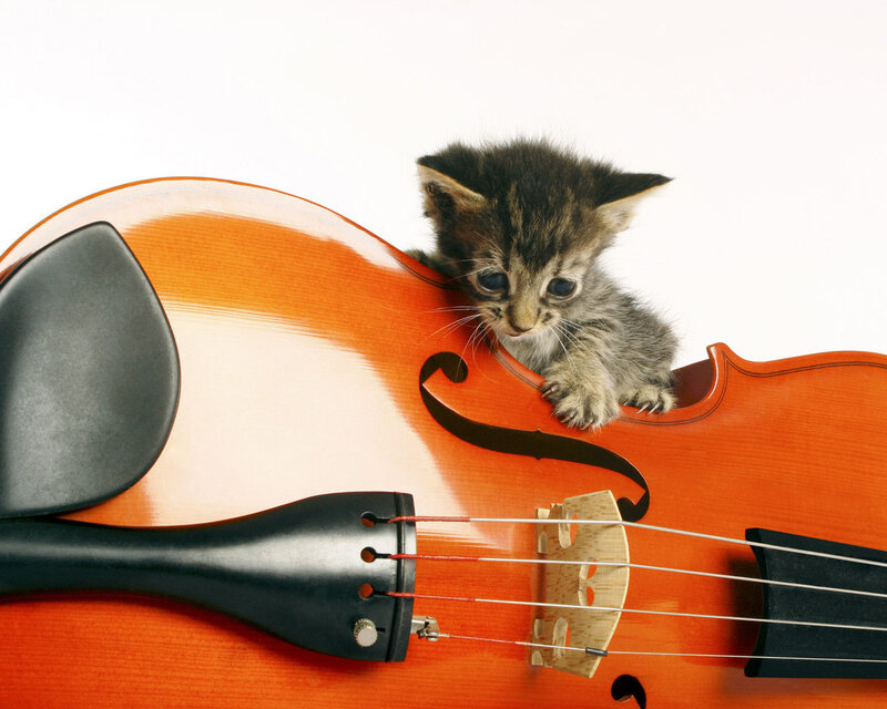 Kitten on Violin