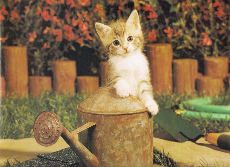 Kitten on Watering Can — Green