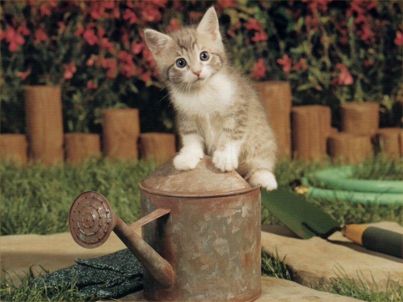 kitten on watering can