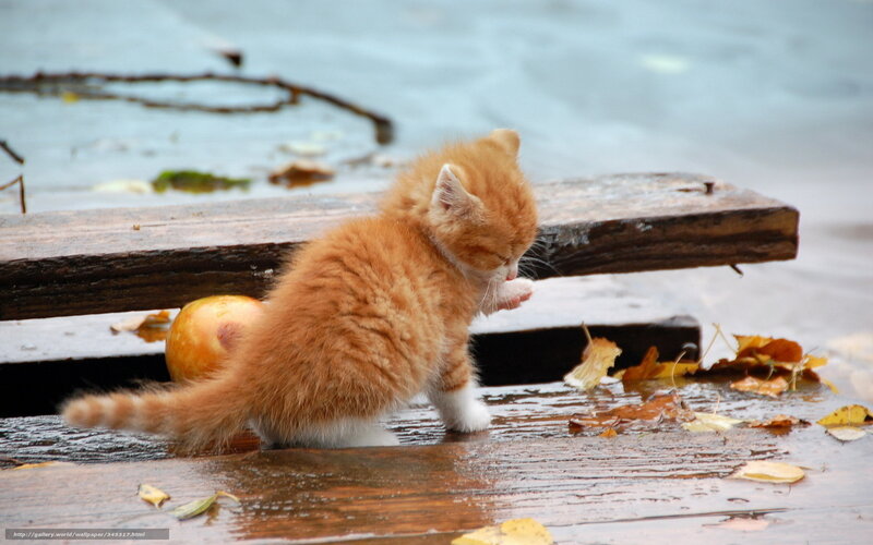 kitten on wet wooden bench