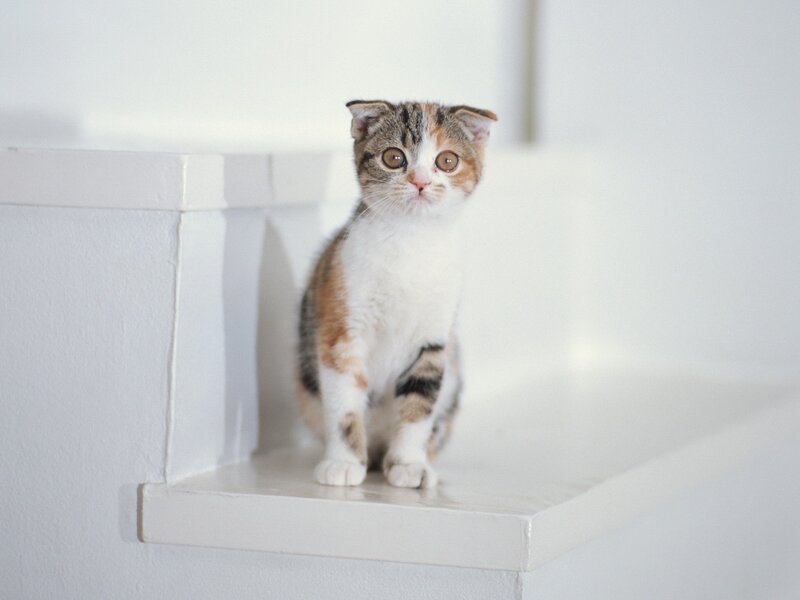 kitten on white shelf