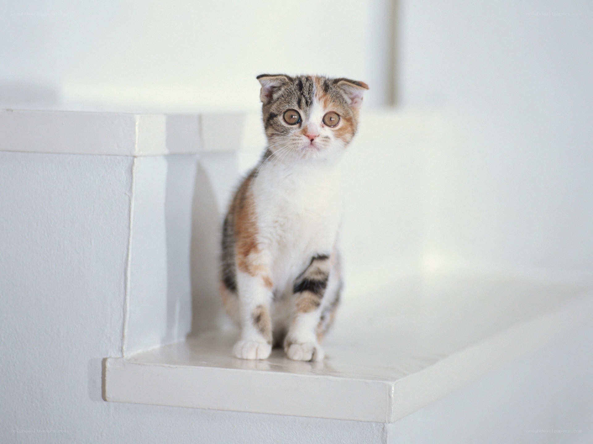 kitten on white shelf