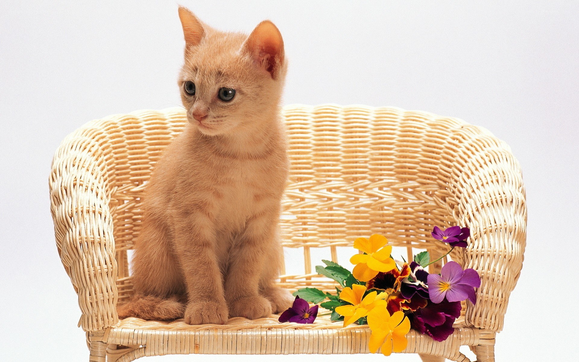 kitten on wicker chair