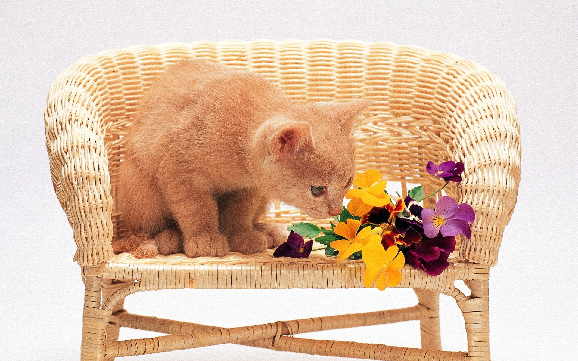 kitten on wicker chair